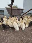Kaczki biegusy, staropolskie, dworki , pekin, mulard!