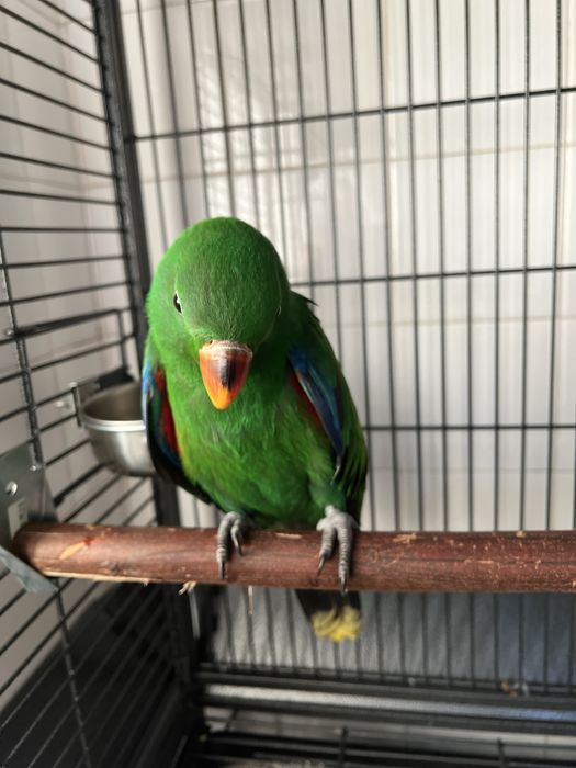 Papagaio ecletus criado a mao