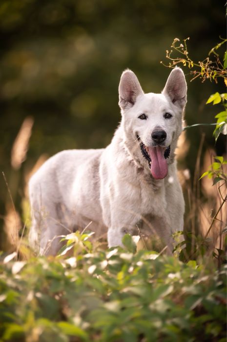 Dasti pilnie szuka domu