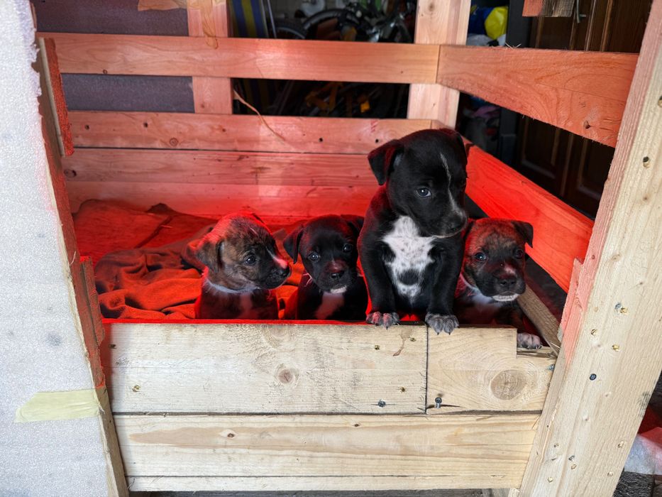 Adoção raçado boxer com 1 mês e meio