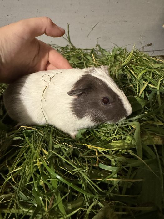 Świnki morskie Kawia