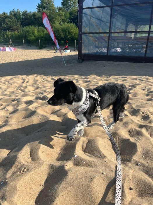 Cudowny Tomas szuka domku