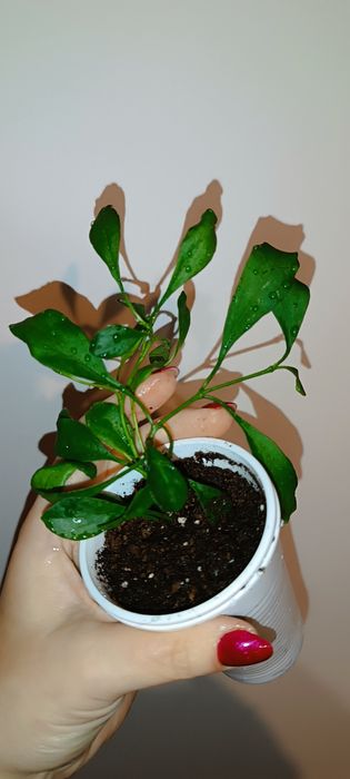 Hoya hoja manipurensis