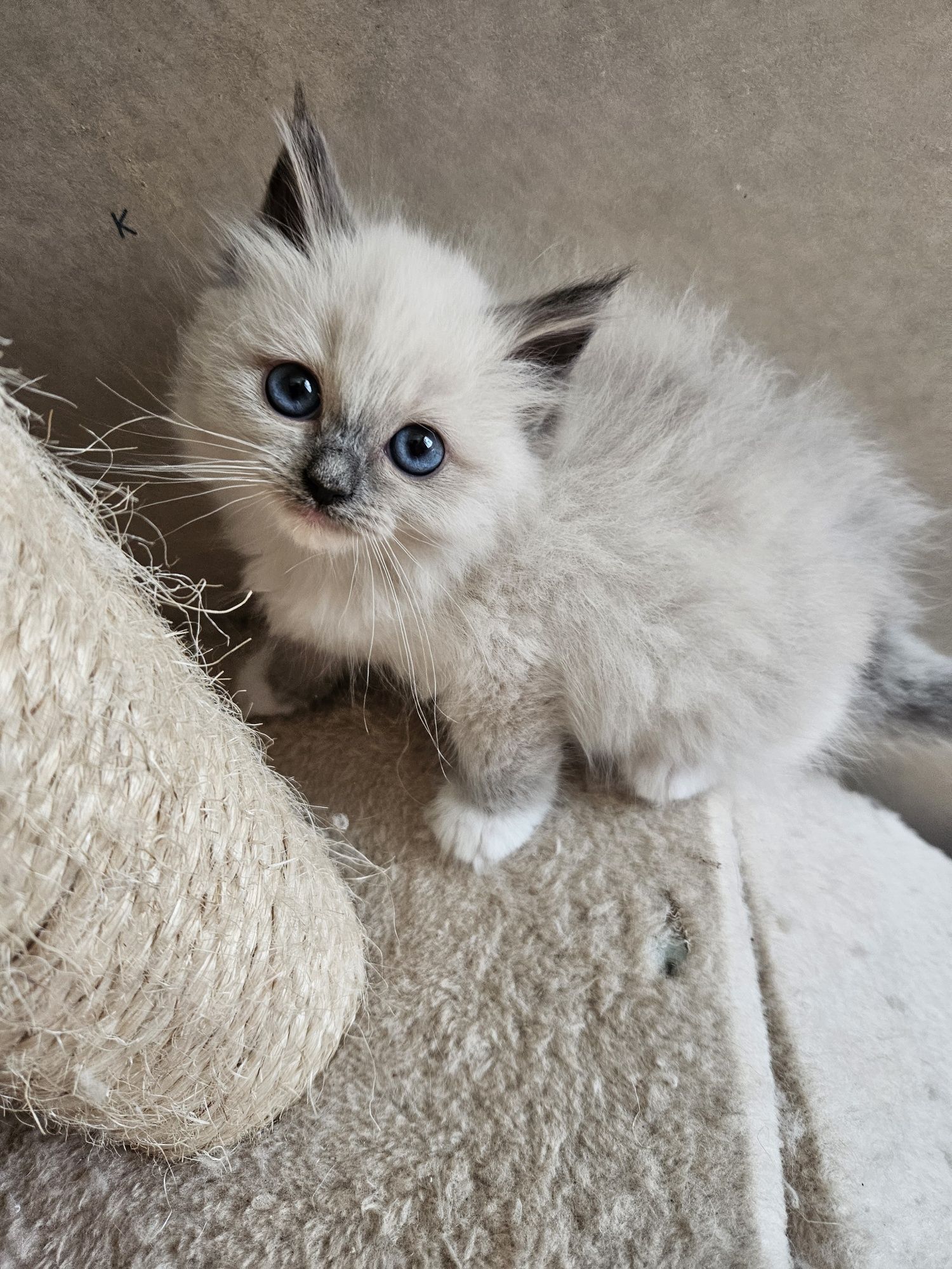 Kotki I Kocurki  Ragdoll