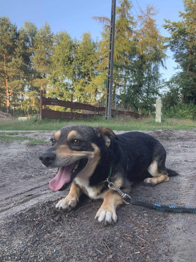 Łagodny, mały pies do adopcji
