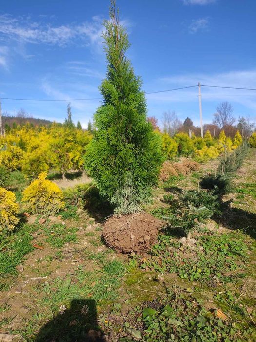 Туя смарагд +кашпо - є знижки