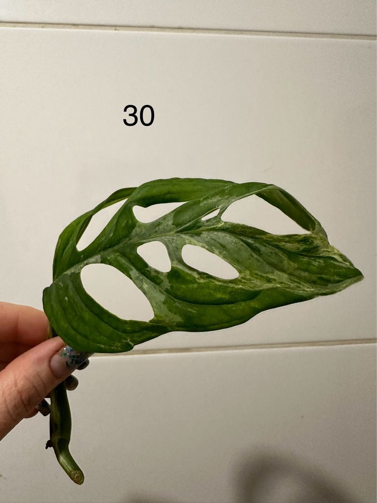 Monstera adansonii Indonesian Marble