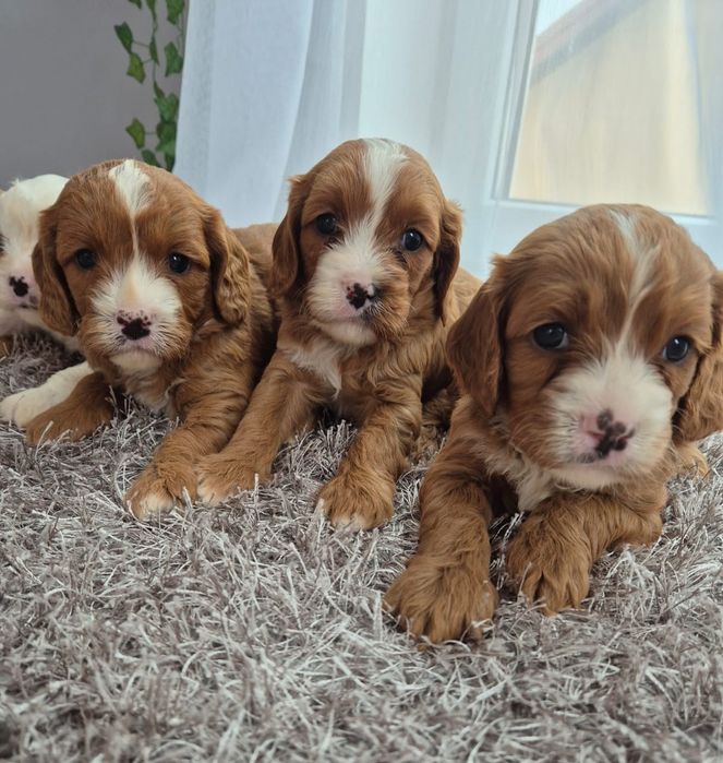 Cavapoo F1 Red Cavalier & Pudel