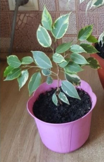 Фикус  Кинки с горшком