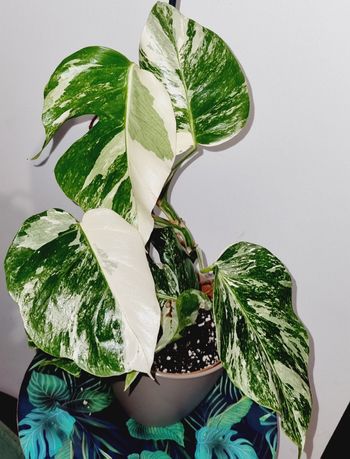 Monstera variegata M9