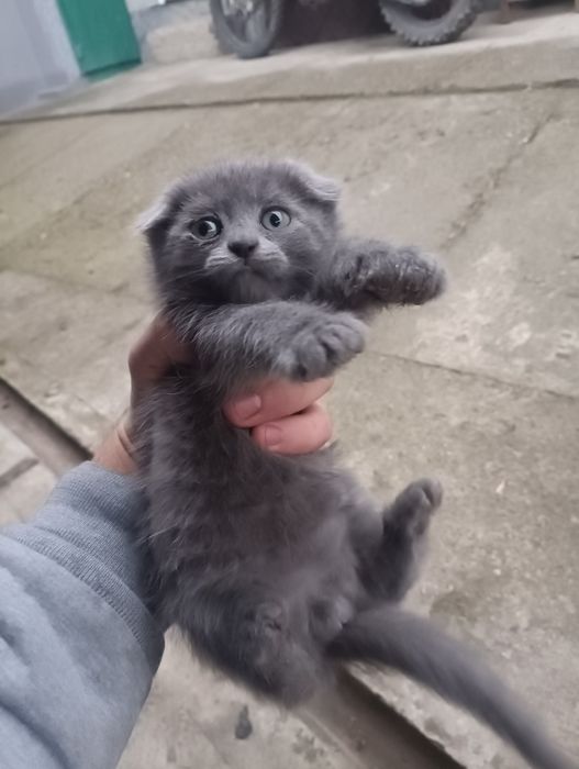 Котята, чорні, сірі. Британські, висловухі