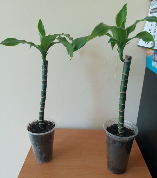 Драцена запашна, варієгатна, 2 рослини