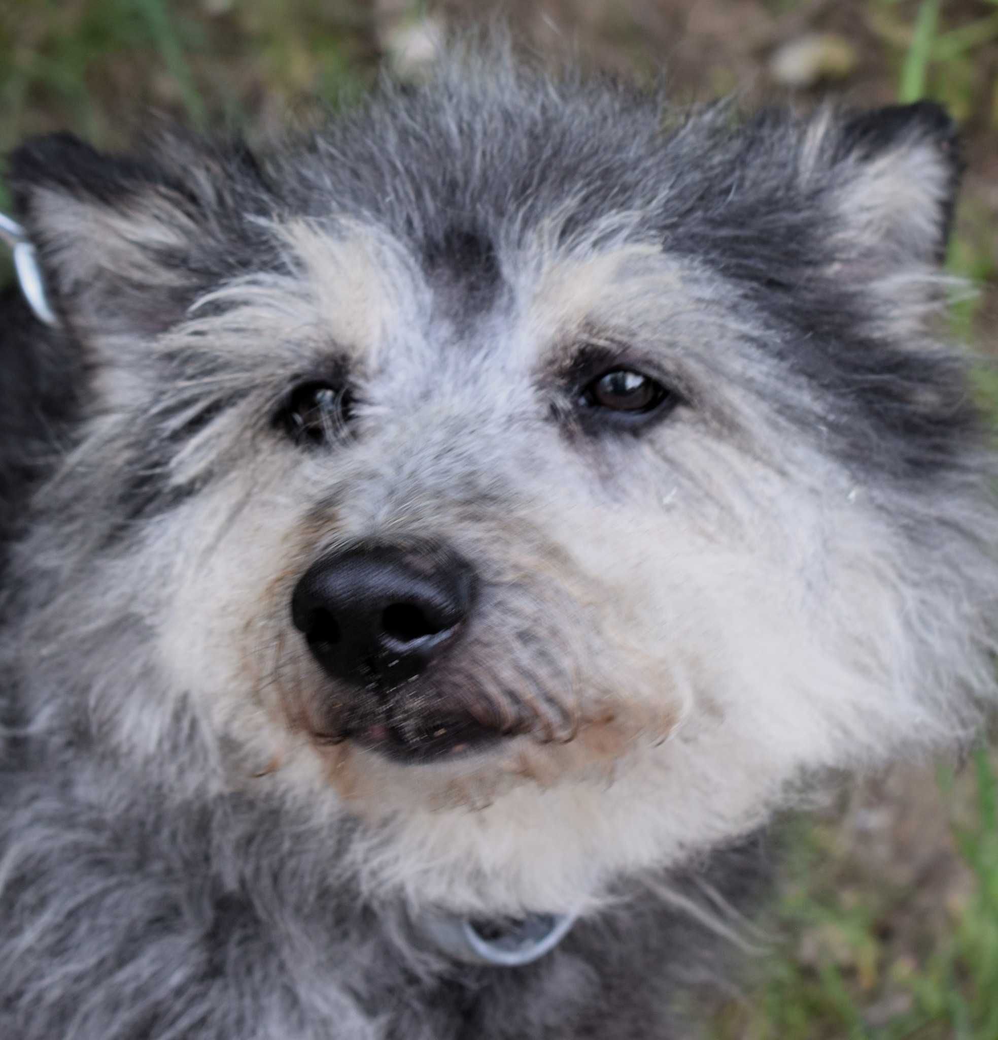 Gizmo – pies, który wciąż czeka...