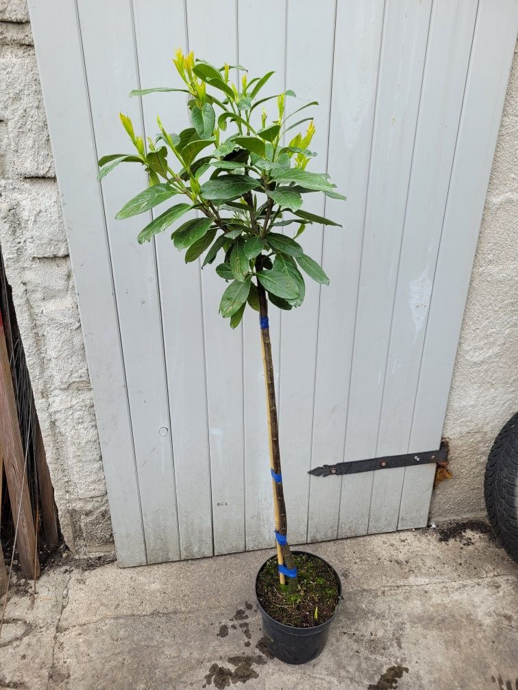 Laurowiśnia na pniu! 180cm