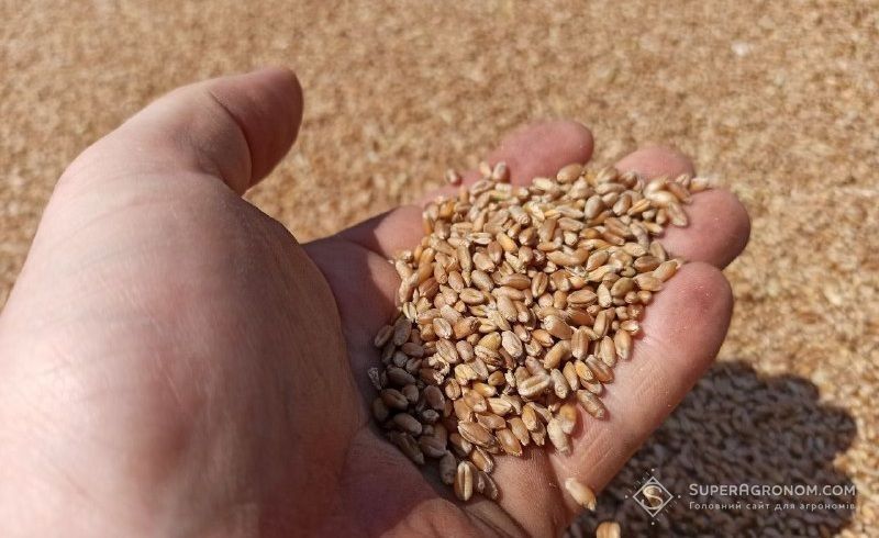 Продам пшеницю  2025 р.