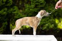Szczeniaczki Whippet Chart angielski