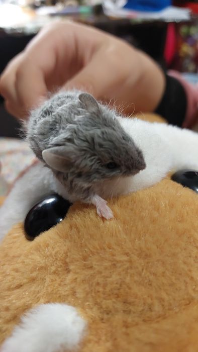Мышь.Продам декоративного кучерявого мышонка породы Китайский тексель.