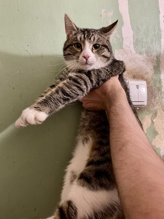 Котенок кот мальчик крупный полосатый белый