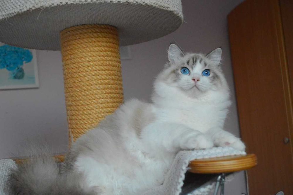 Madison,cudowna w typie koteczka wystawowo-hodowlana