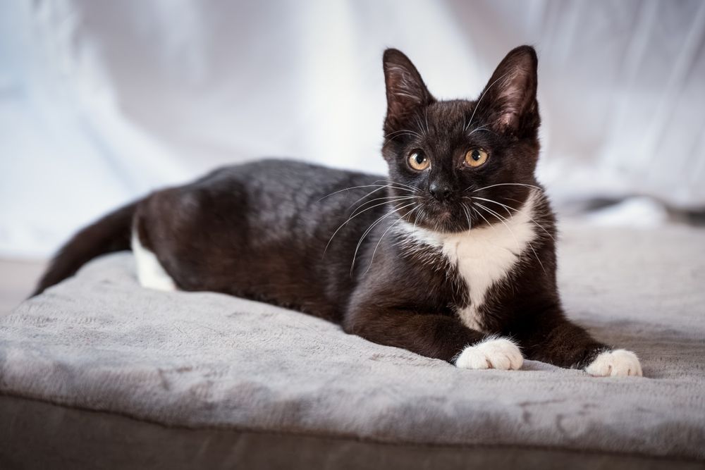 Samba - urocza 5 miesięczna kotka czarno-biała, pingwinka