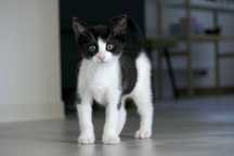 Do adopcji - dwa małe koty