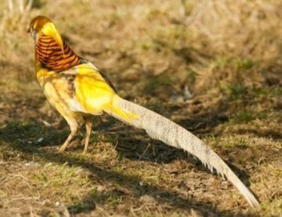 Sprzedam bażanty srebrne ine