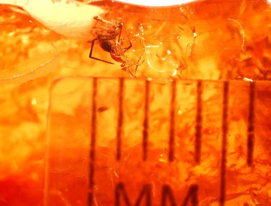 Bursztyn inkluzja wymarły pająk z Eocenu Araneae