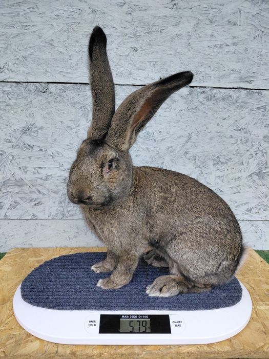 Olbrzym belgijski, króliki, samiec