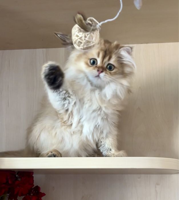 Кошеня золота шиншила