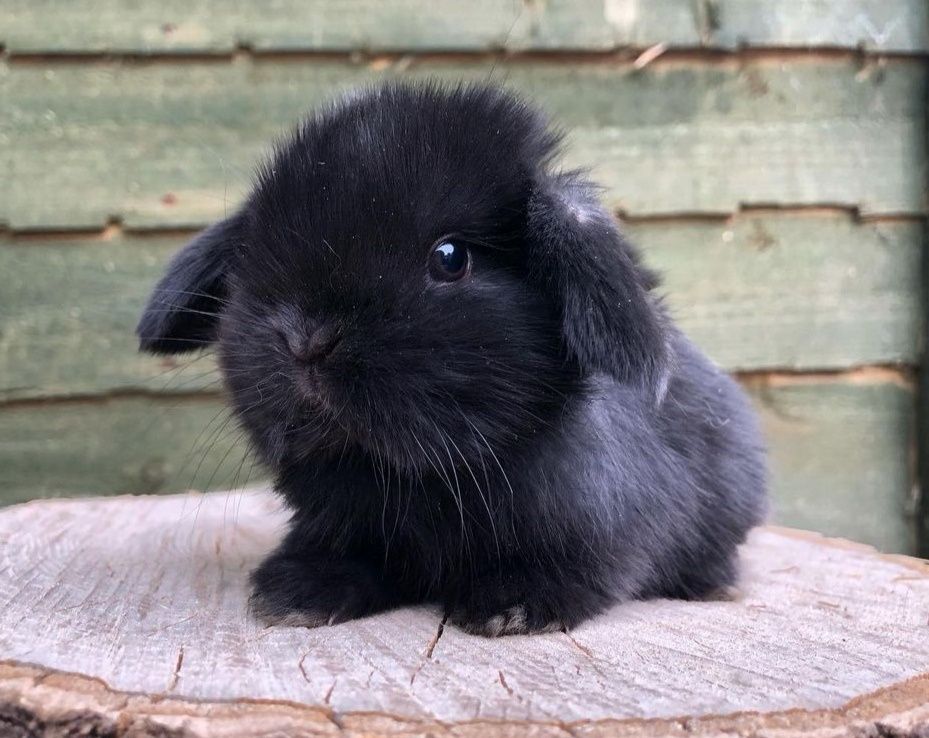 KIT Coelhos anões orelhudos, mini lop super inteligentes e dóceis