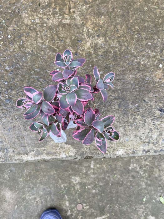 Очиток низькорослий