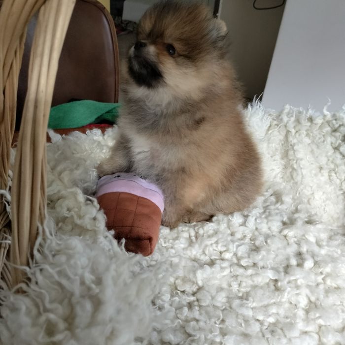 Szpic miniaturowy pomeranian rudy piesek