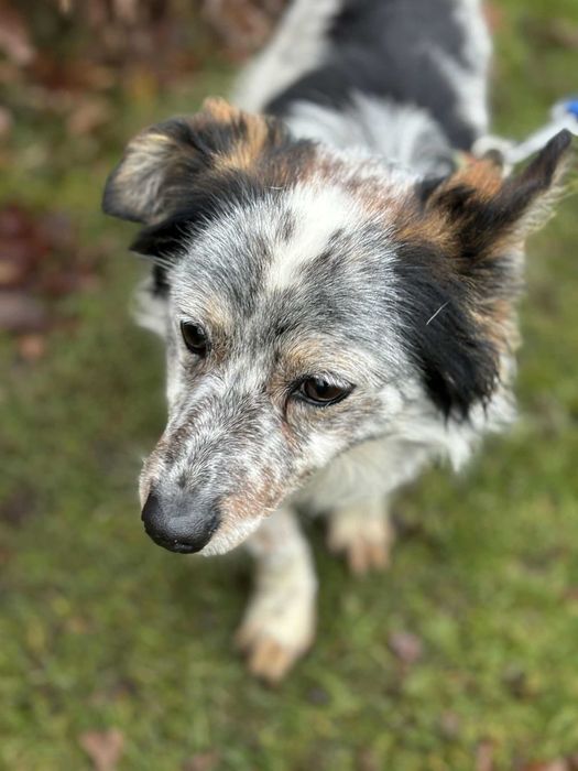 Młody wspaniały psiak szuka swojego domu