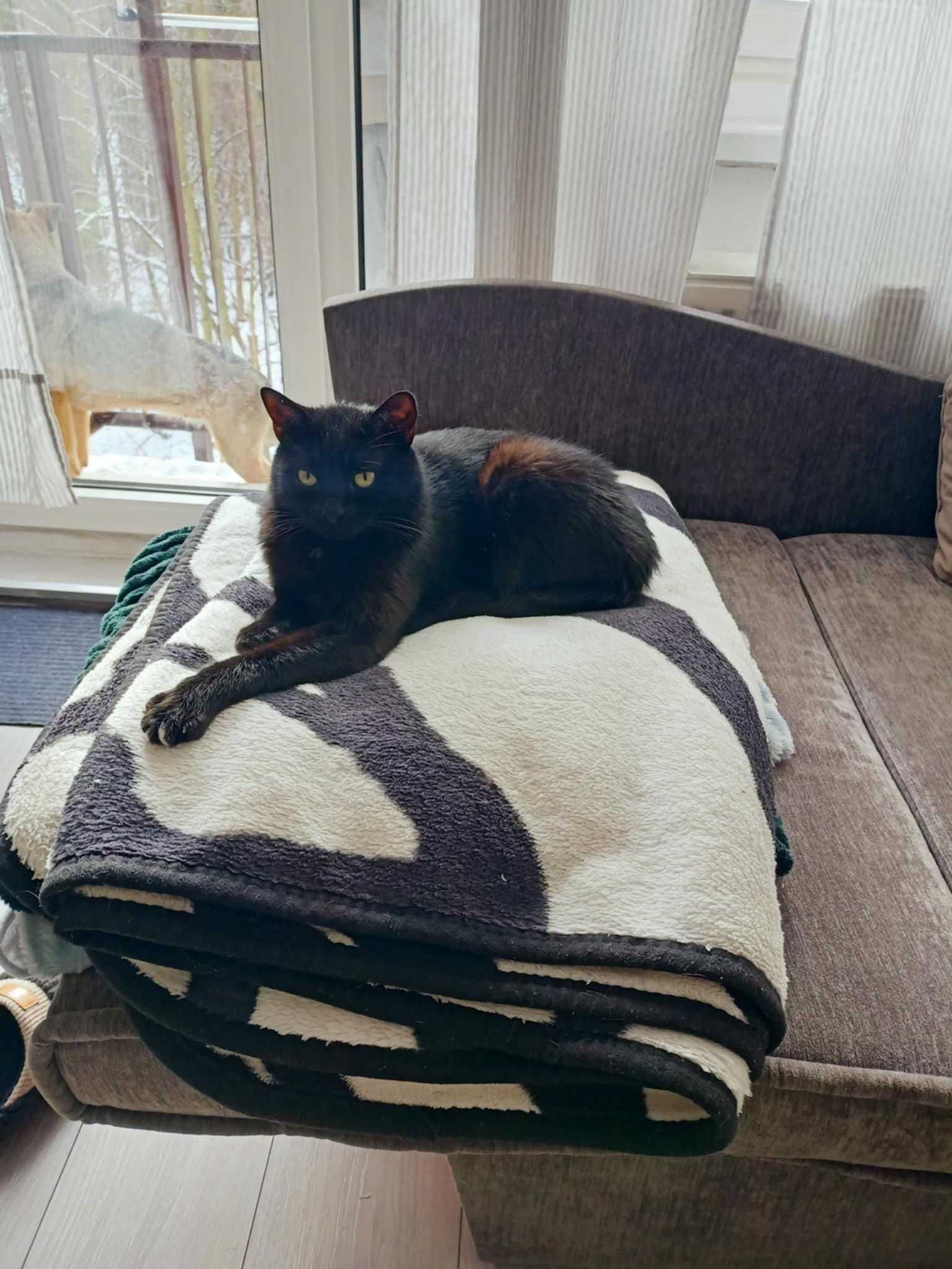 Kot do adopcji - Ciciuni