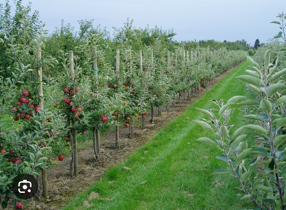 Обрізання дерев, догляд за садом