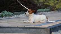 Jack Russell Terrier ZKwP FCI- piesek/badania genetyczne