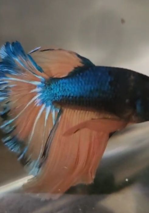 Betta macho mustard