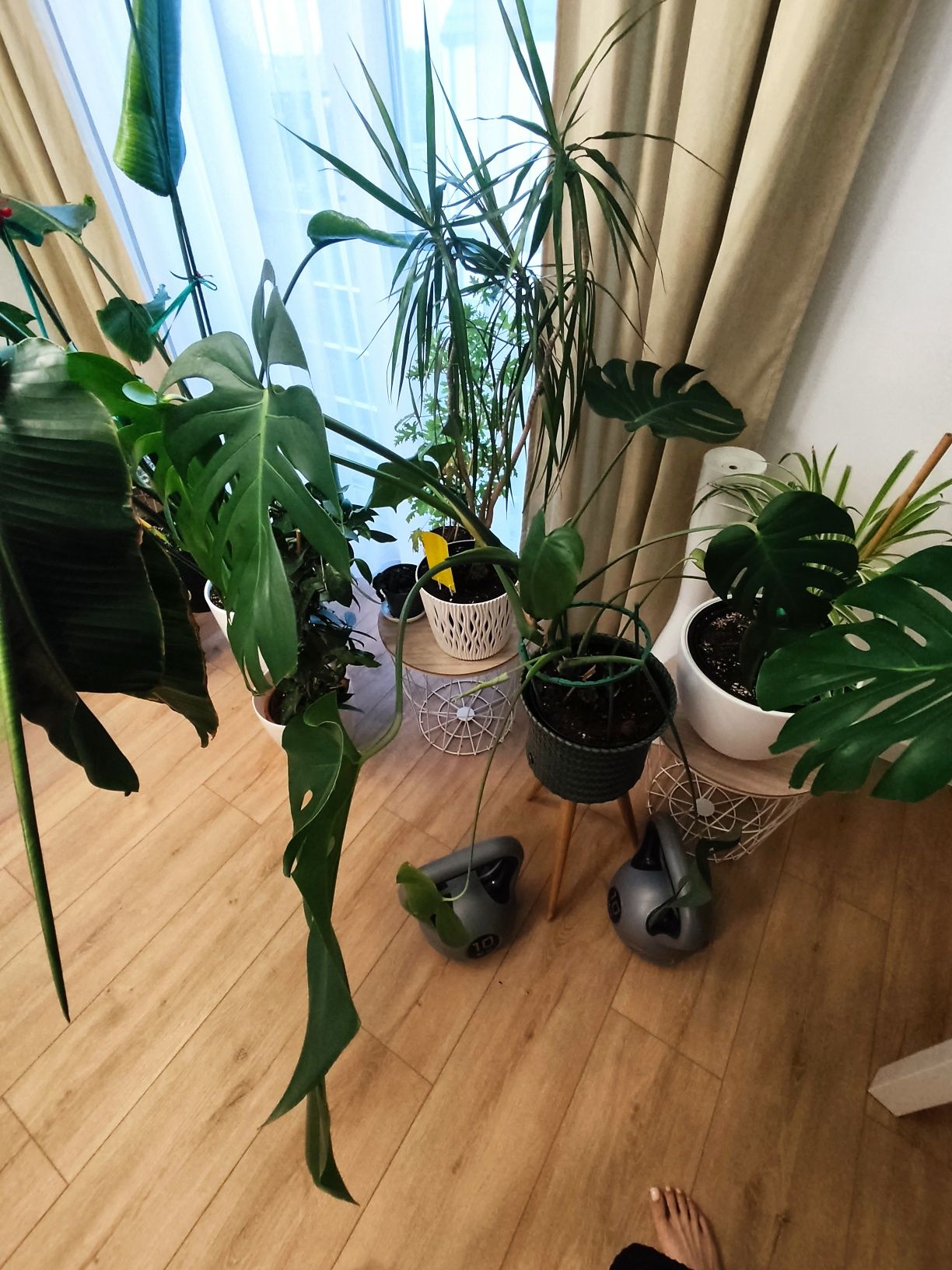 Rezerwacja Kwiat monstera piękna