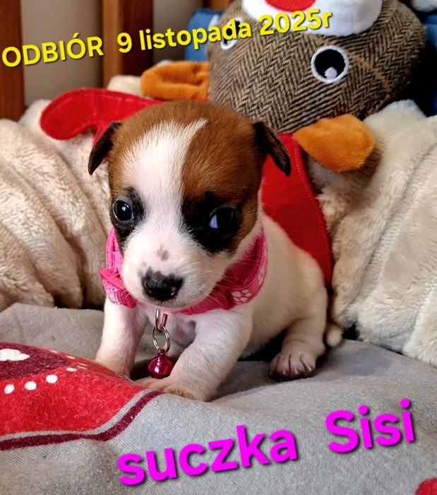 Malutka Sisi Jack Russell Terriertata FCI RODZICEw  hodowli