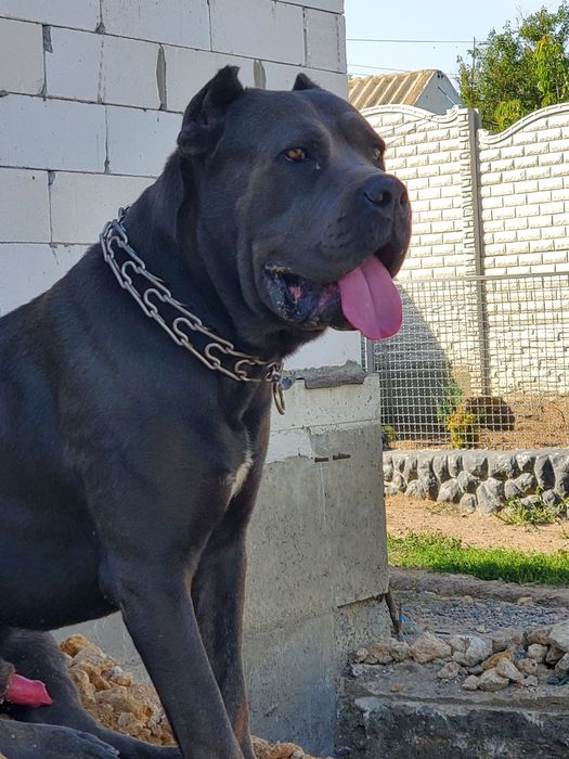 Клубные щенки cane-corso Italiano.