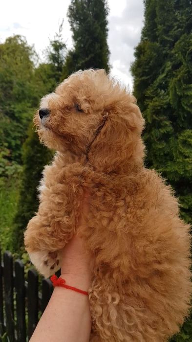 Продажа собак мальтіпу