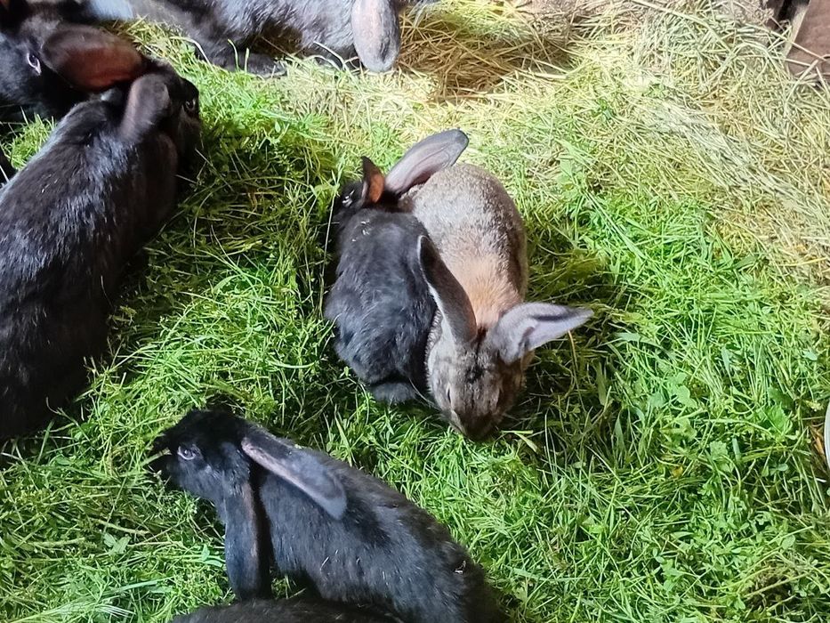 Продаються домашні кролі