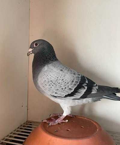 Gołąb gołębie pocztowe- Porche911/Best Kittel