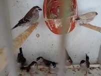 Para ceder aves juntas