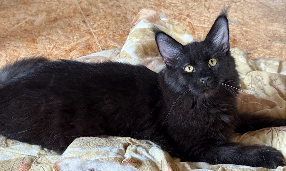 Cudny czarny kocurek Maine Coon