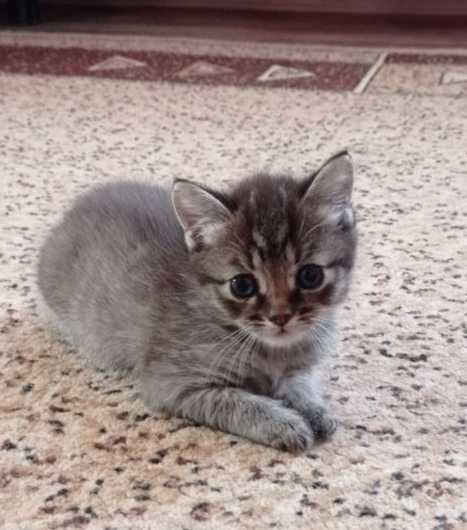 Віддам котят у добрі руки
