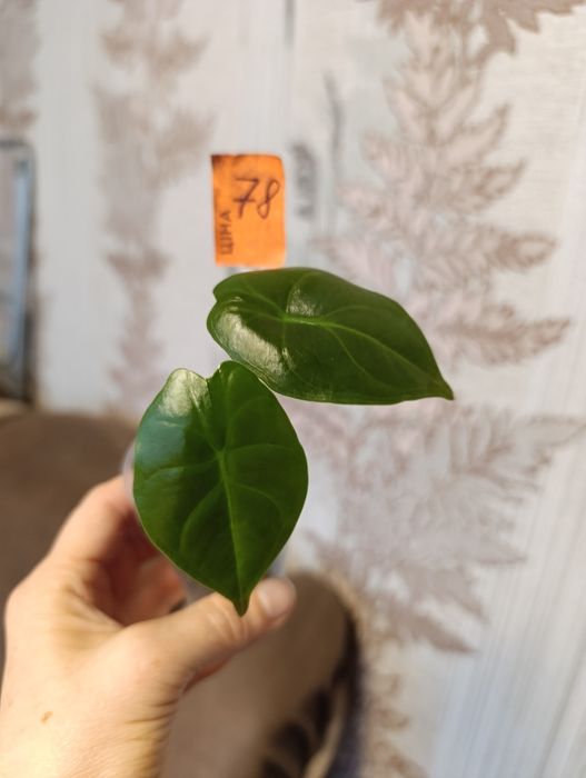 Алоказія сорта Махарані,,Golden Bone , Анторо вельвет