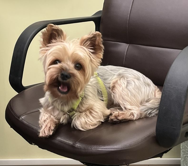 Йоркширський тер'єр вʼязка, хлопчик