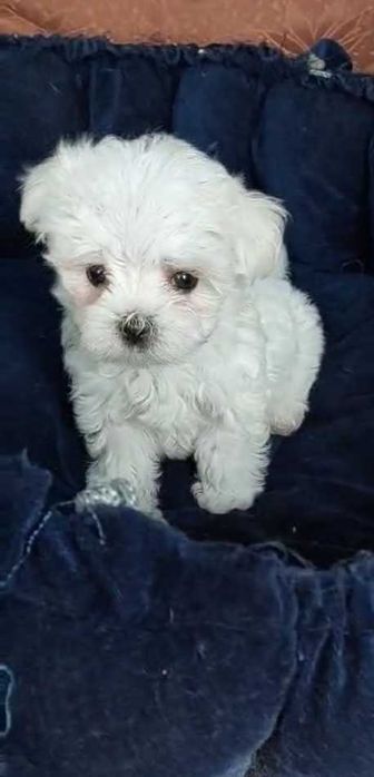 Міні Дівчинка мальтезе