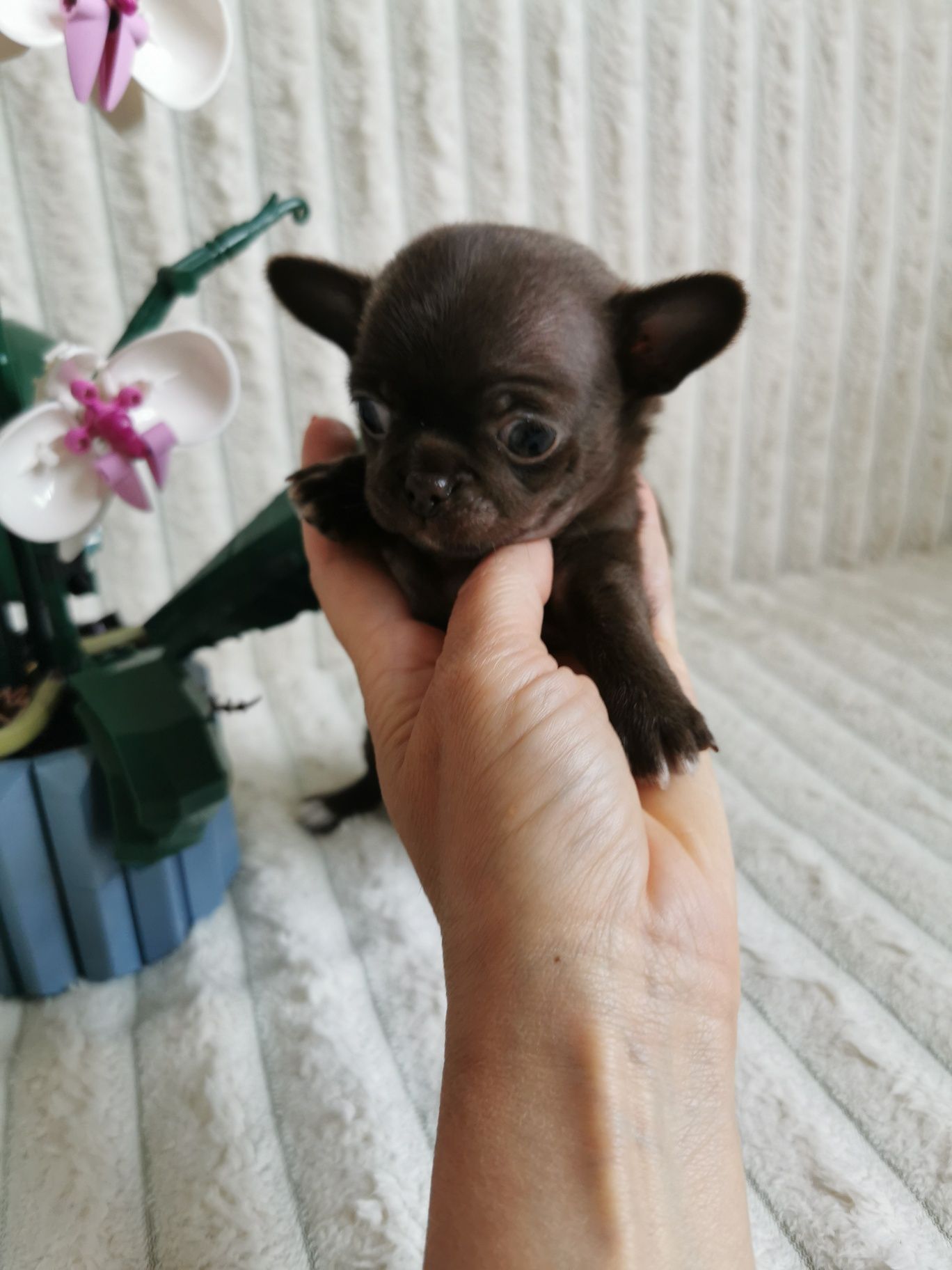 Dziewczynka czekoladowa chihuahua CUDO